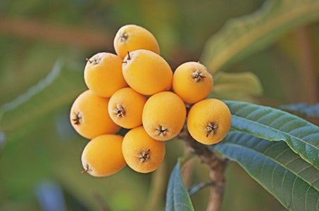 横浜発 新春の安房神社で開運祈願! 秘境 原岡桟橋と海鮮丼乗っけ放題のご昼食in千葉 日帰り 新春♪いちご(200g)と「左馬」焼印の紅白饅頭のお持ち帰り付!1